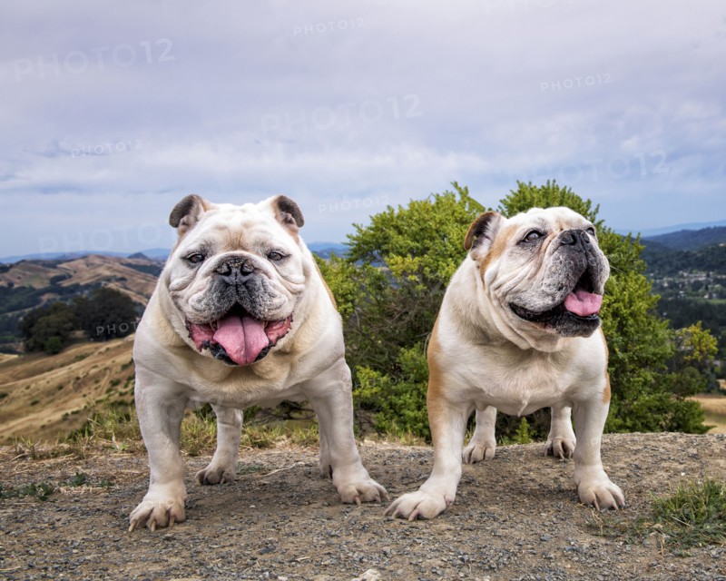 Portrait of dogs standing on hill
