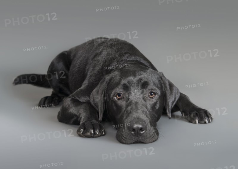 Portrait of dog laying on floor