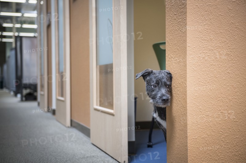 Dog peeking from office doorway