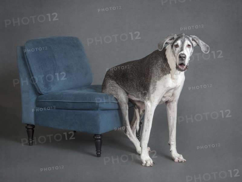 Portrait of dog sitting on chair