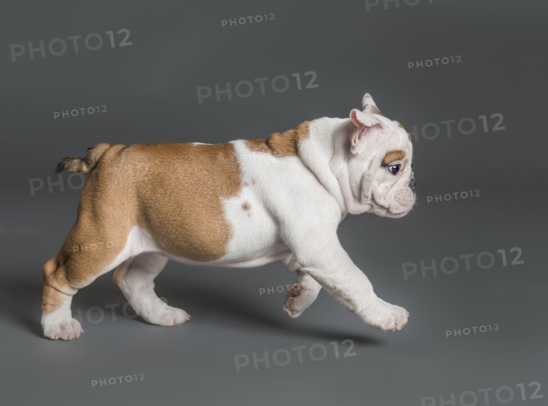 Puppy walking