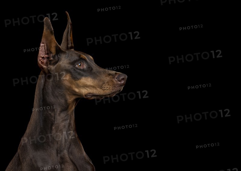 Portrait of alert dog