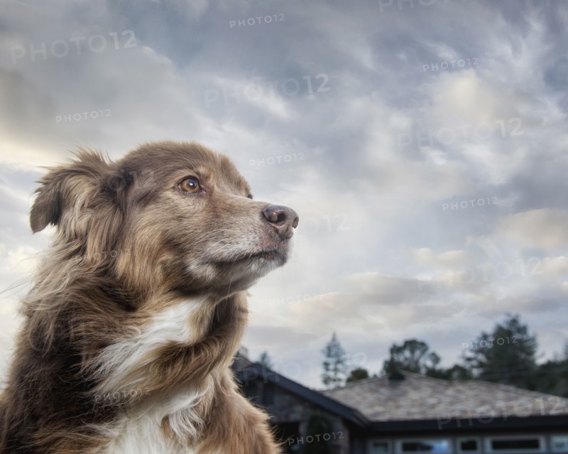 Wind blowing fur of dog near house