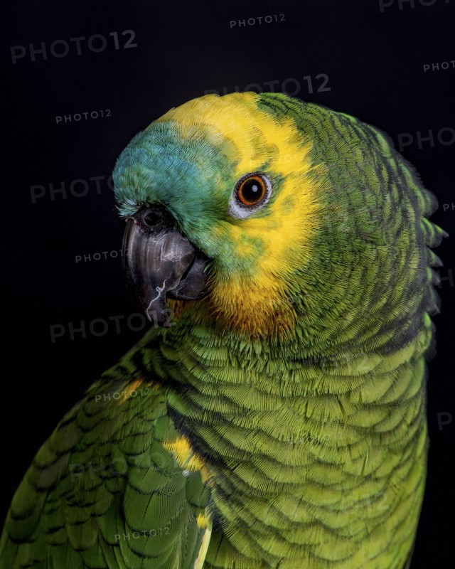 Portrait of colorful parrot