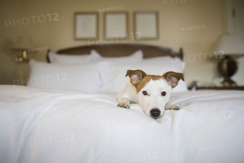 Small dog laying on bed