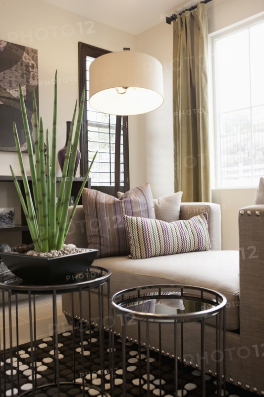 House plant by chaise lounge in living room