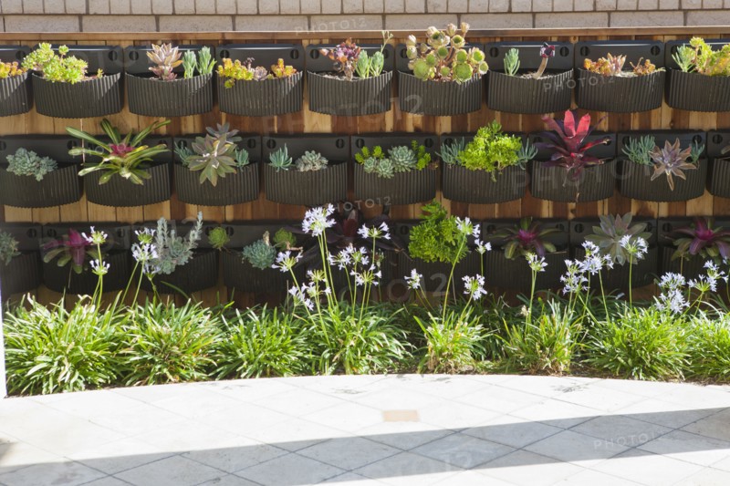 Plants grown in nursery