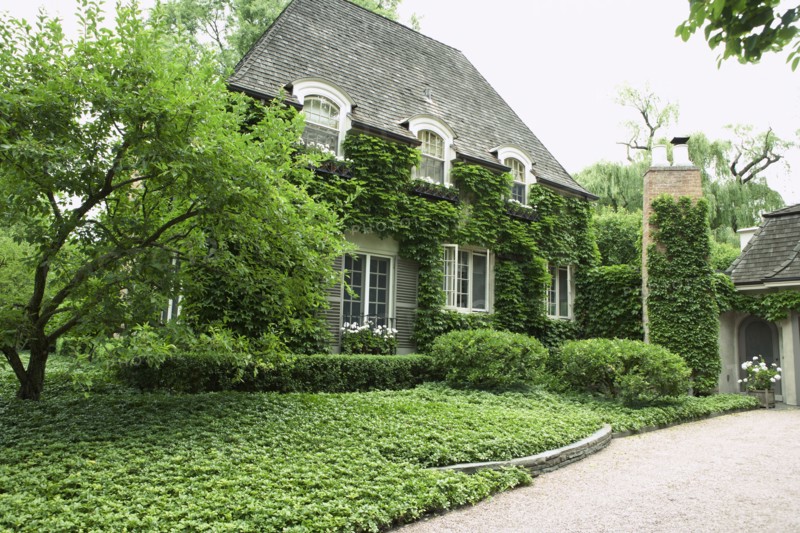 Exterior view of residential structure with ivy on walls