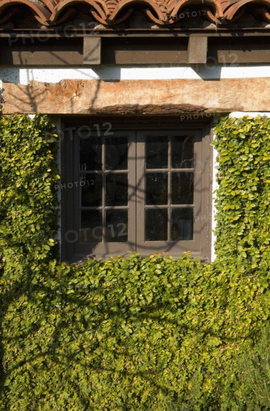 Spanish Style Exterior Wall Covered in Greenery