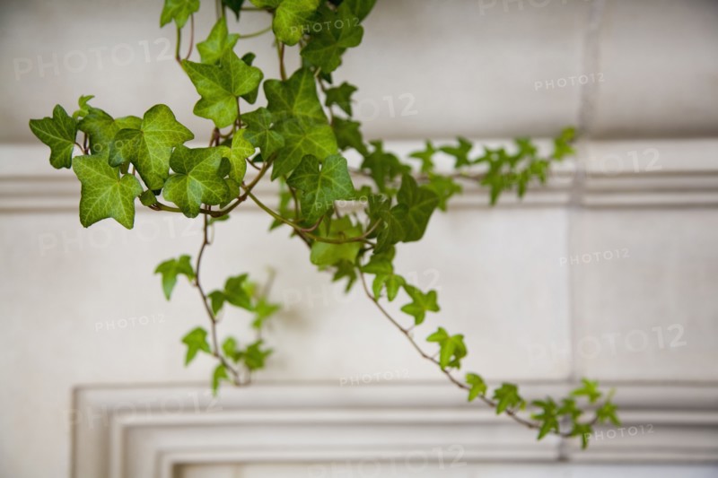 Detail of ivy.