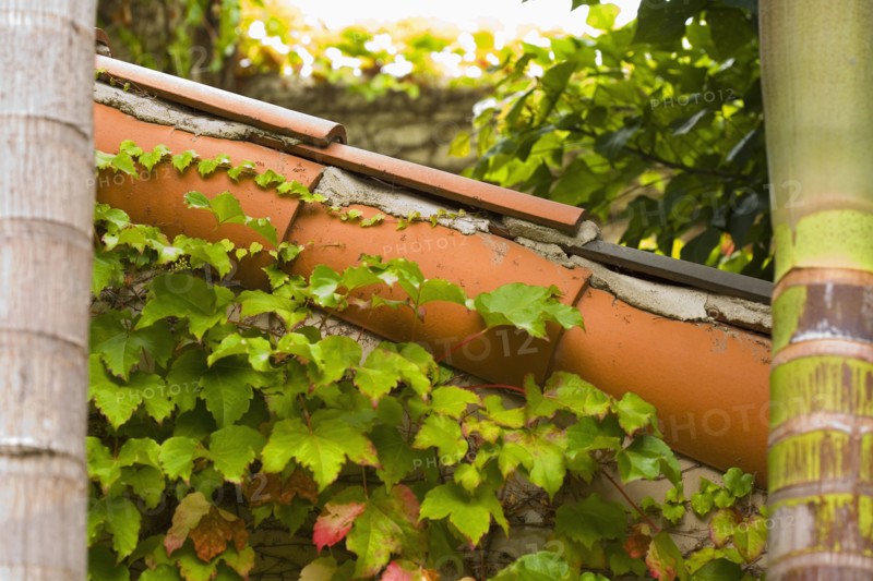 Side detail of red tile roofline with ivy.