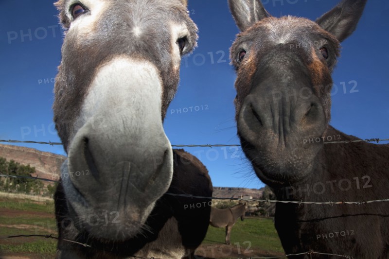 Close up of donkeys at barbed wire fence