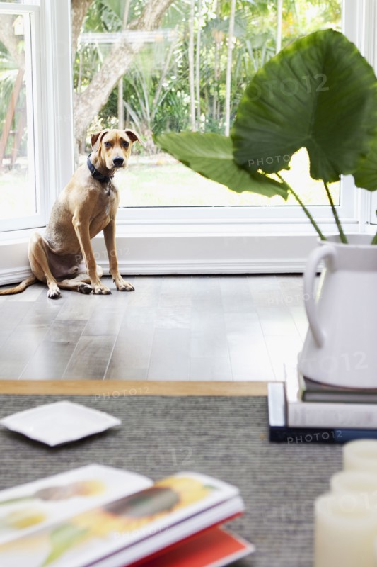 Obedient dog waiting near window