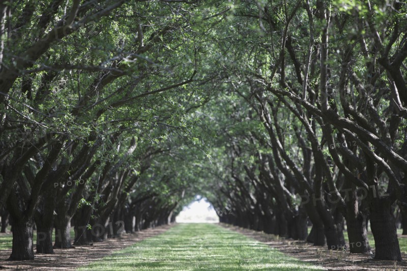 Trees arching over rural path