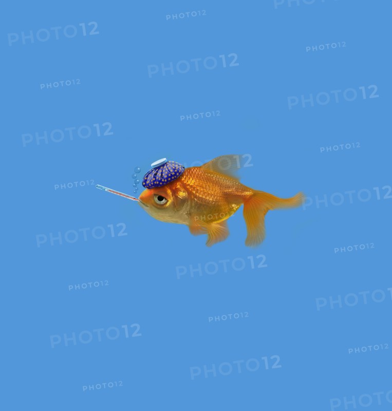 Goldfish with thermometer and hot compress