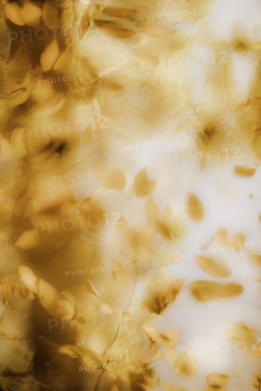 Blurred view of autumn leaves