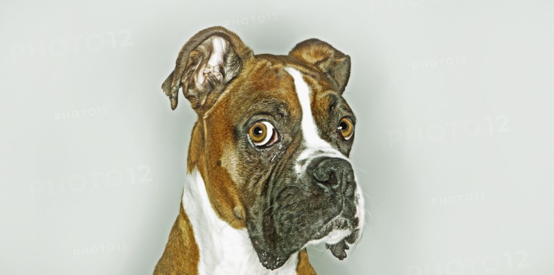 Close up of dog's face