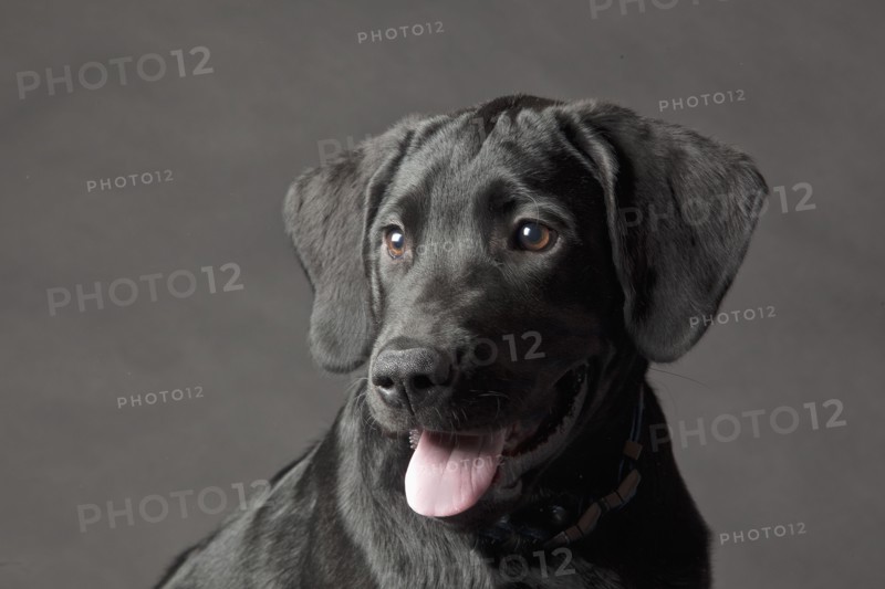 Close up of dog's panting face