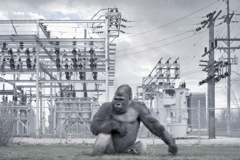 Gorilla outside of power station