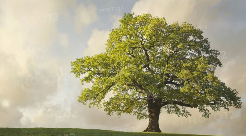 Tree growing on rural hillside