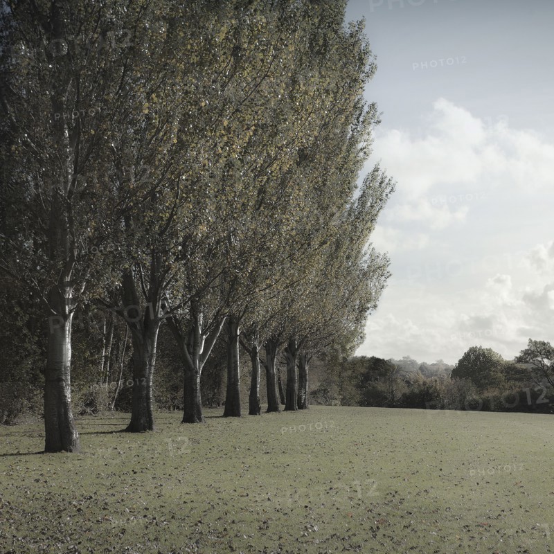 Trees growing in line in rural field