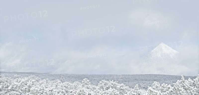 Trees in snowy landscape