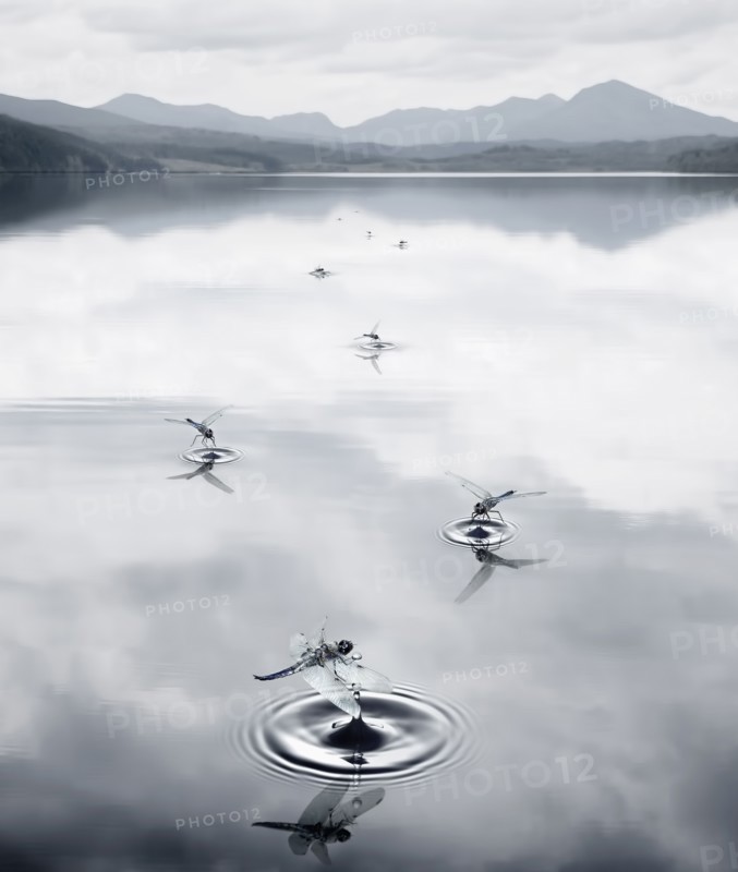 Insects making ripples in still rural lake