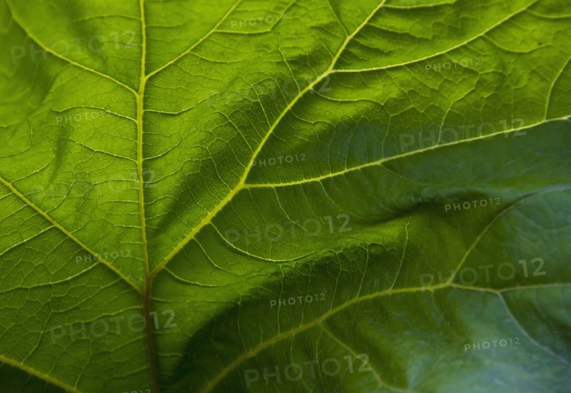 Close up of veins in green leaf