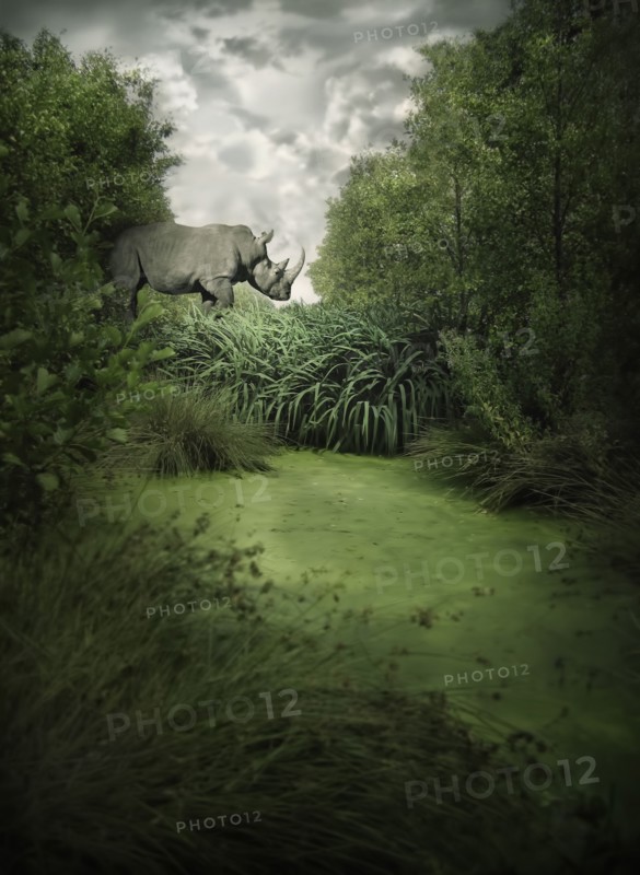 Rhino walking in jungle