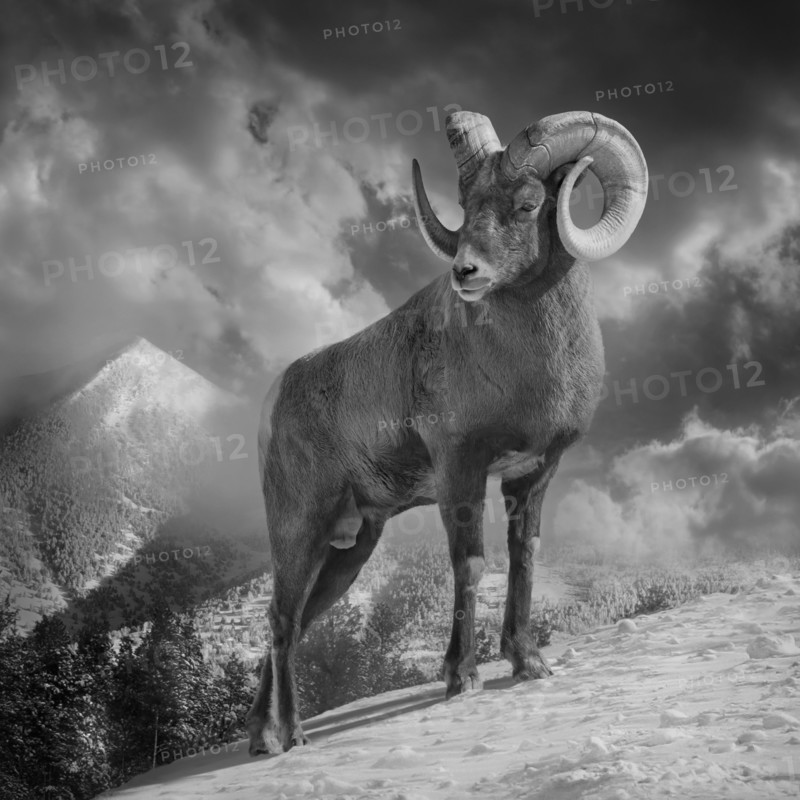 Ram climbing snowy mountain