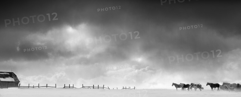 Horses and wooden fence in snowy landscape