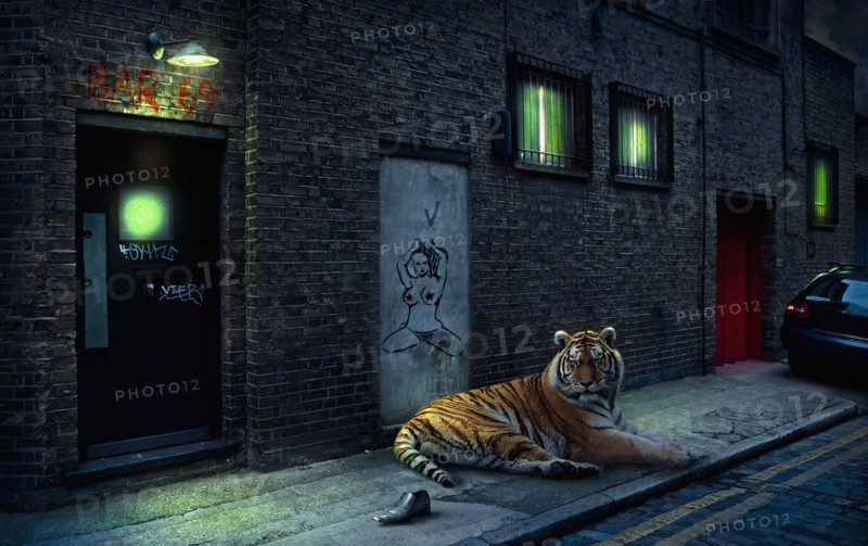 Illustration of tiger laying on city street
