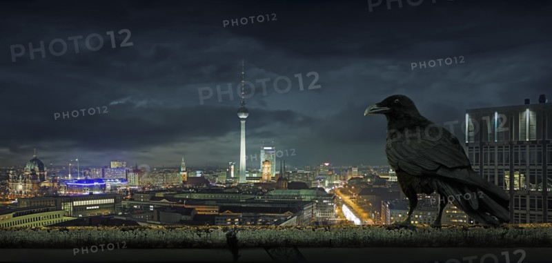 Crow overlooking cityscape