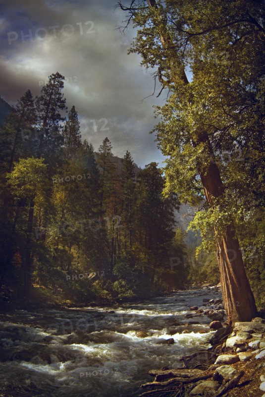 Trees and hillside by rural river