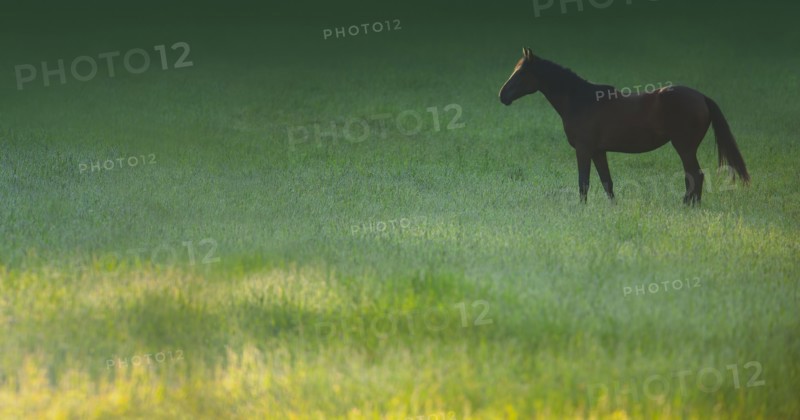 Horse grazing in grassy meadow