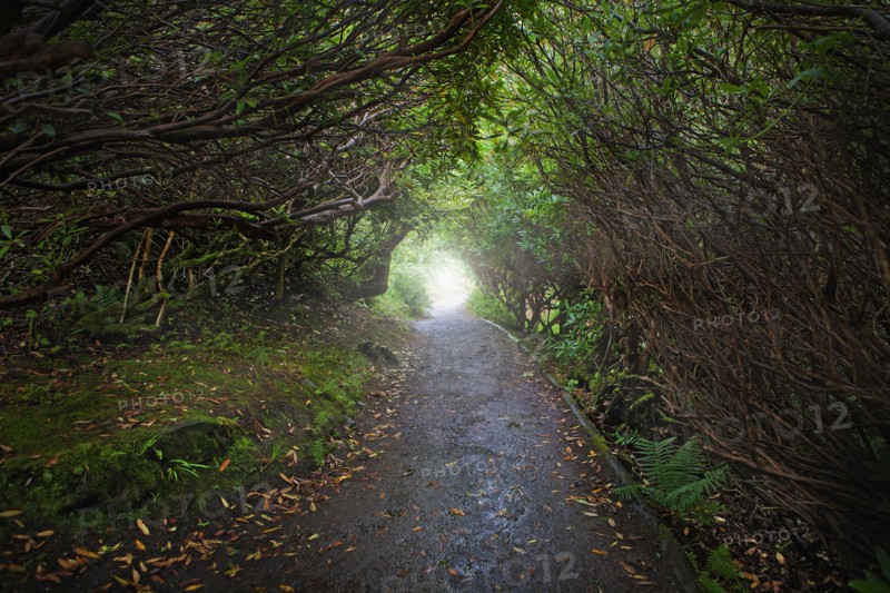 Paved road in forest
