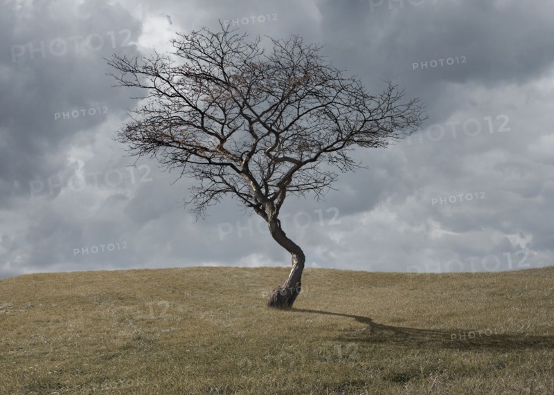 Bare tree growing in rural landscape