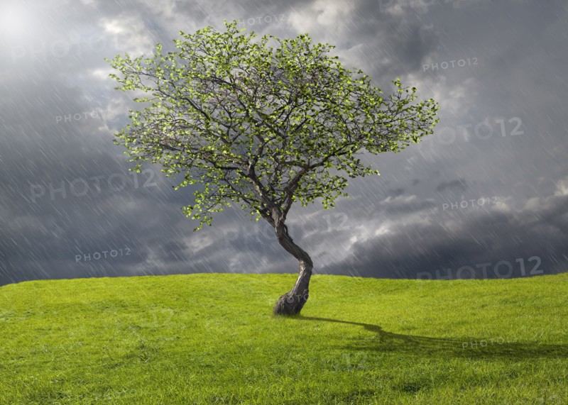 Tree growing in rural landscape