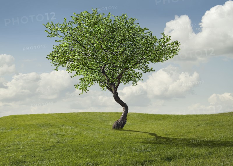 Tree growing in rural landscape