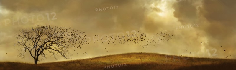 Birds flying to bare tree in rural landscape