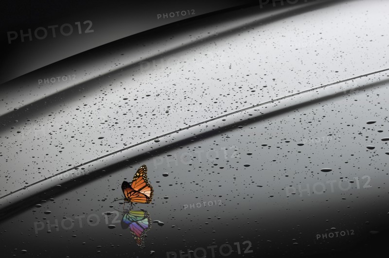 Orange butterfly with rainbow reflection
