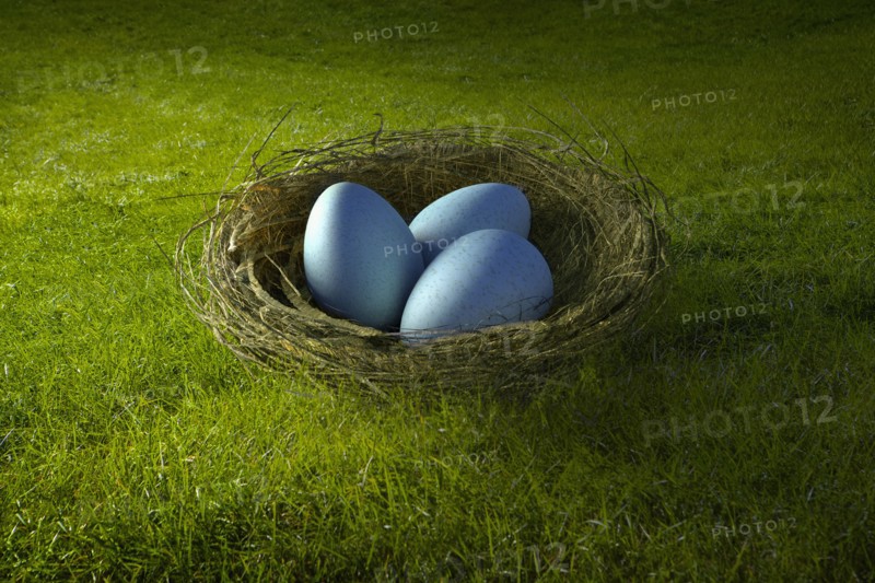 Blue eggs in bird's nest