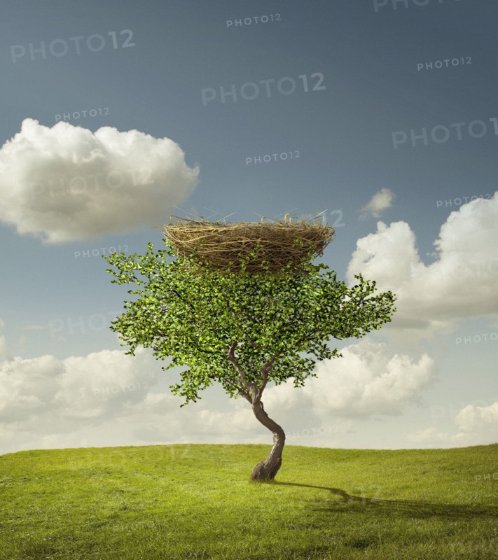 Empty bird's nest in tree