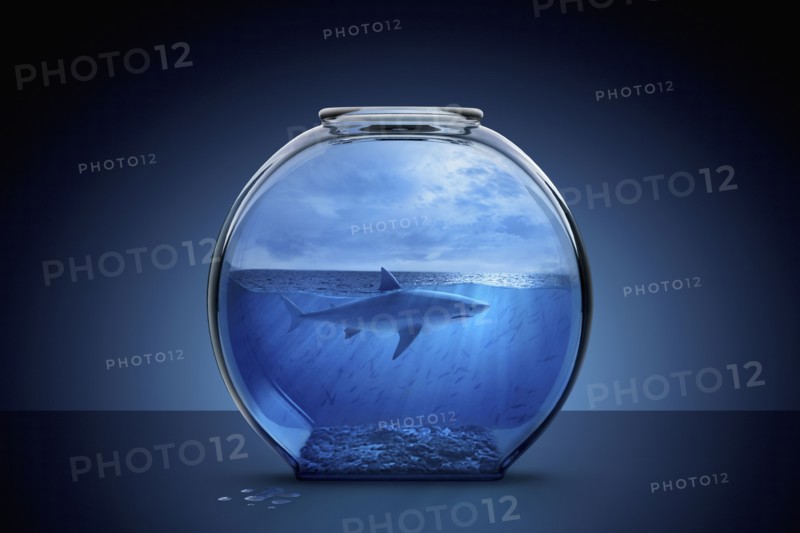 Shark swimming in fishbowl
