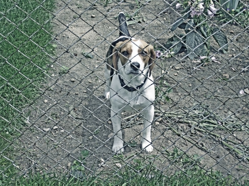 Dog peering through chain link fence