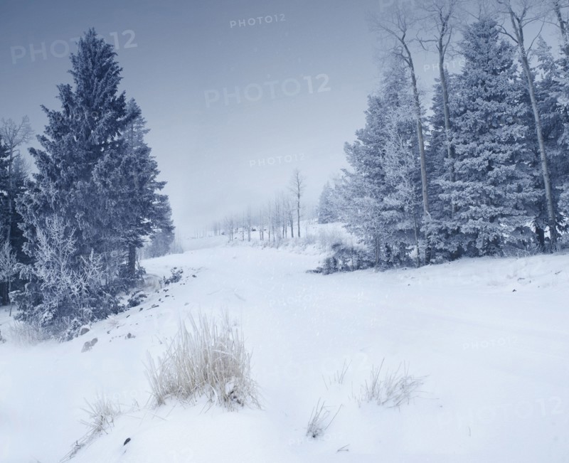 Snowy landscape