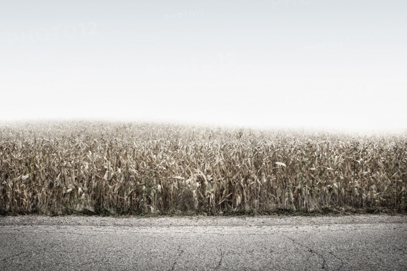 Crop field growing along rural road