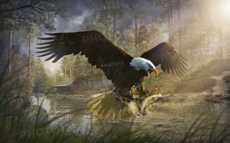 Bald eagle catching fish from rural river