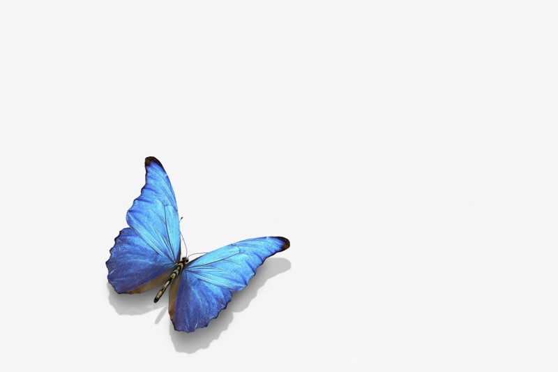 Close up of blue butterfly