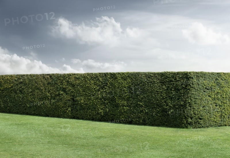 Neatly trimmed hedges and lawn under cloudy sky